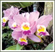 Natureza exuberante