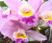 Foto de orquidea