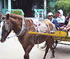 foto de passeio de charrete