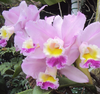 imagem de flores